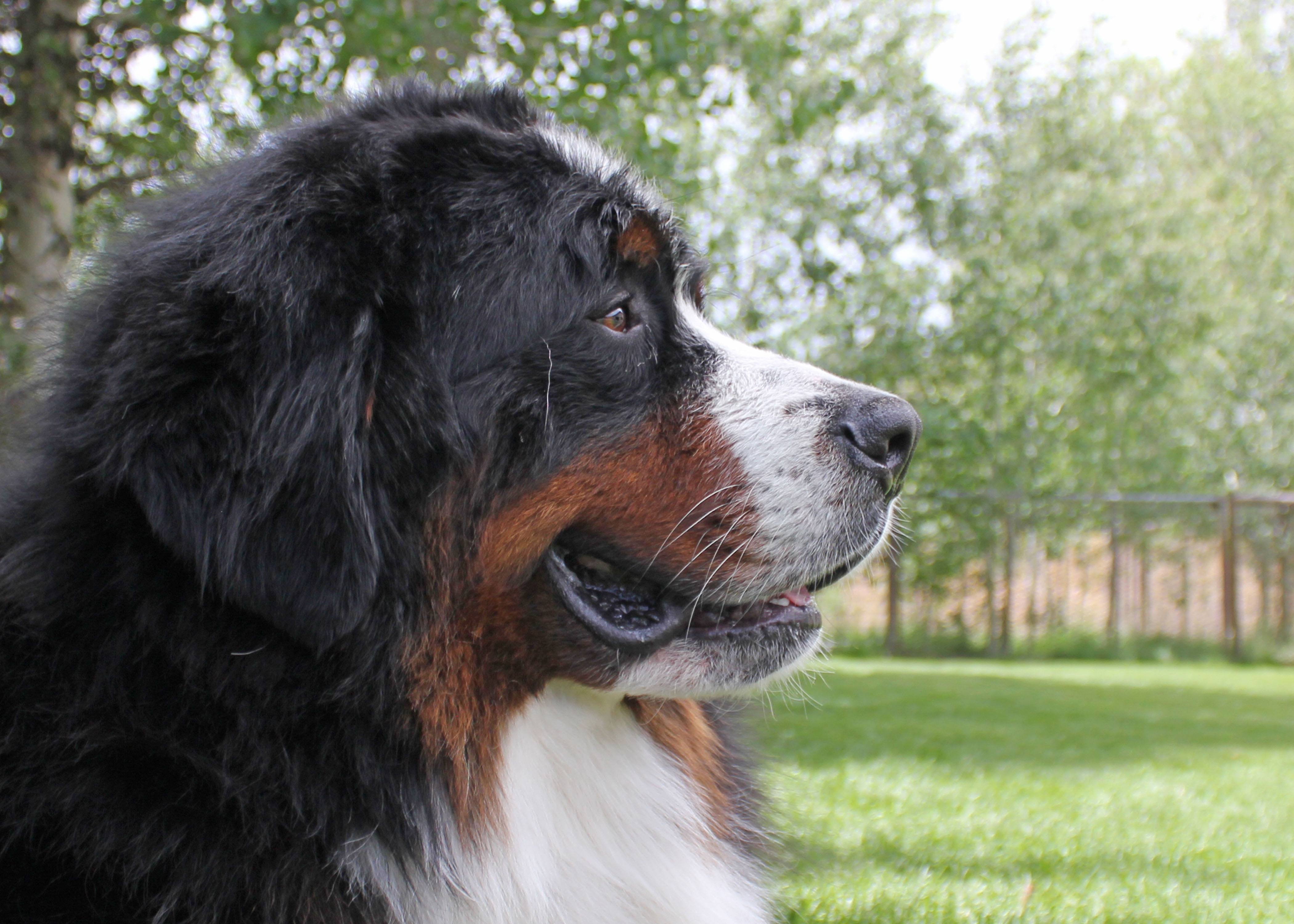 Sunny Bernese Mountain Dog